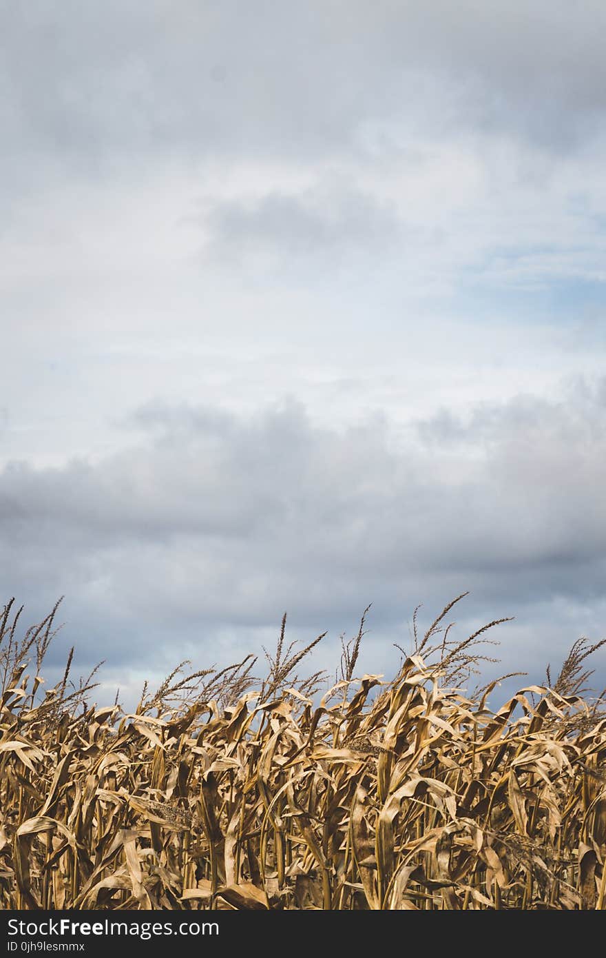 Corn Field Under Dark Sky