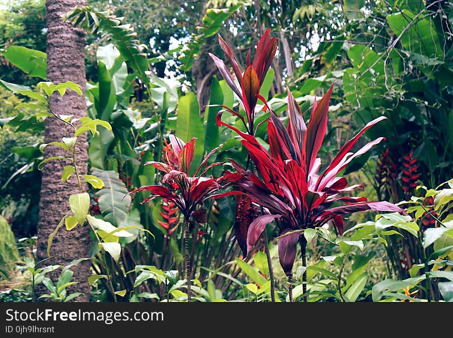 Assorted Green Plants