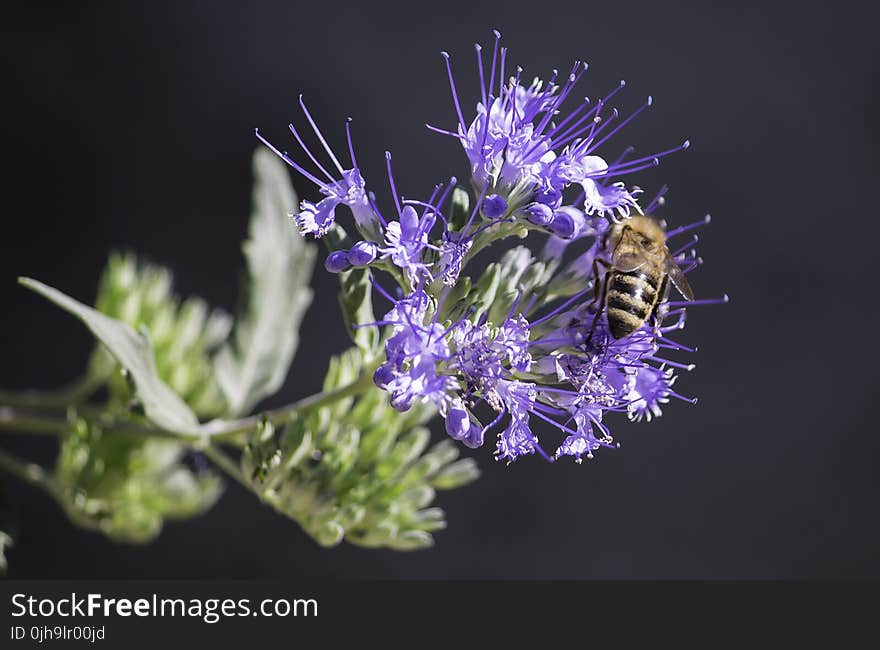 Honeybee Perched on Purple Petaled Flower Closeup Photography