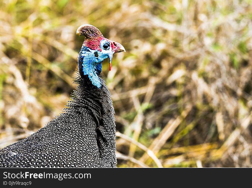 Blue, Black, and Red Bird Macro Photography