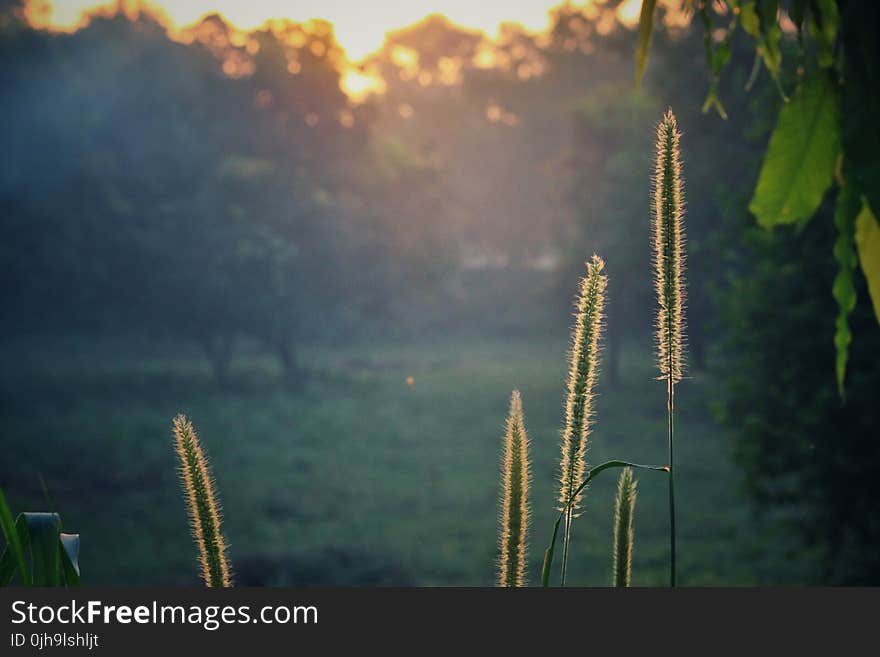 Green Plants during Sunrise