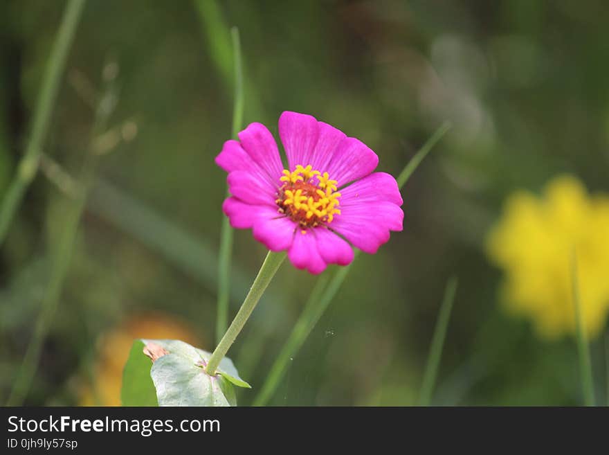 Purple Petaled Flower Bloom