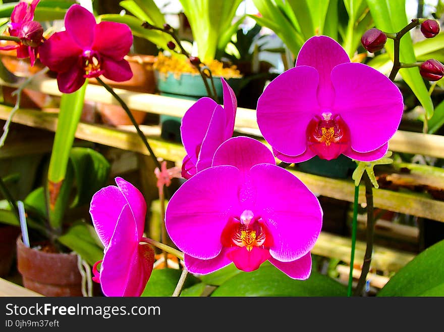 Pink Moth Orchids