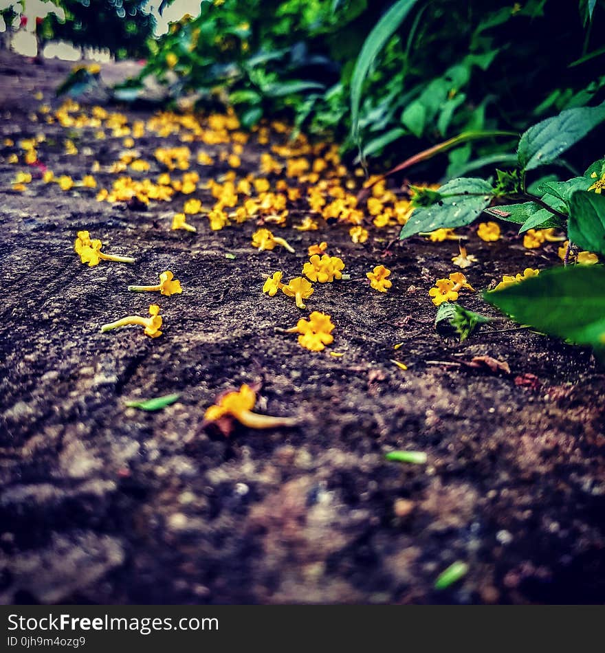 Yellow Flowers