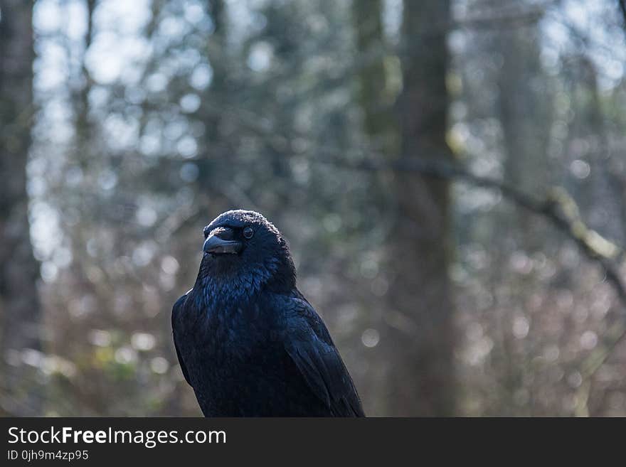 Black Bird Surrounded by Trees during Daytime