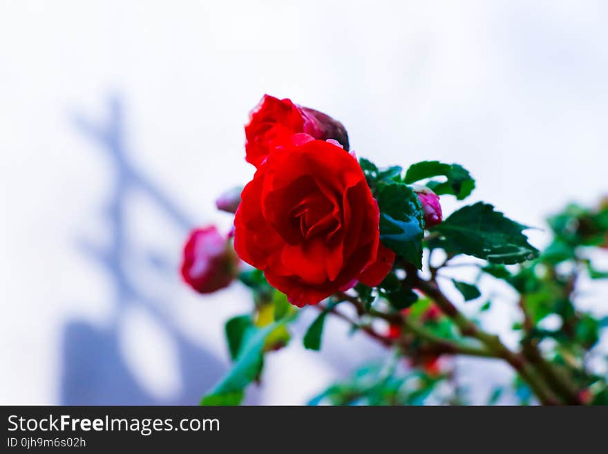 Red Rose