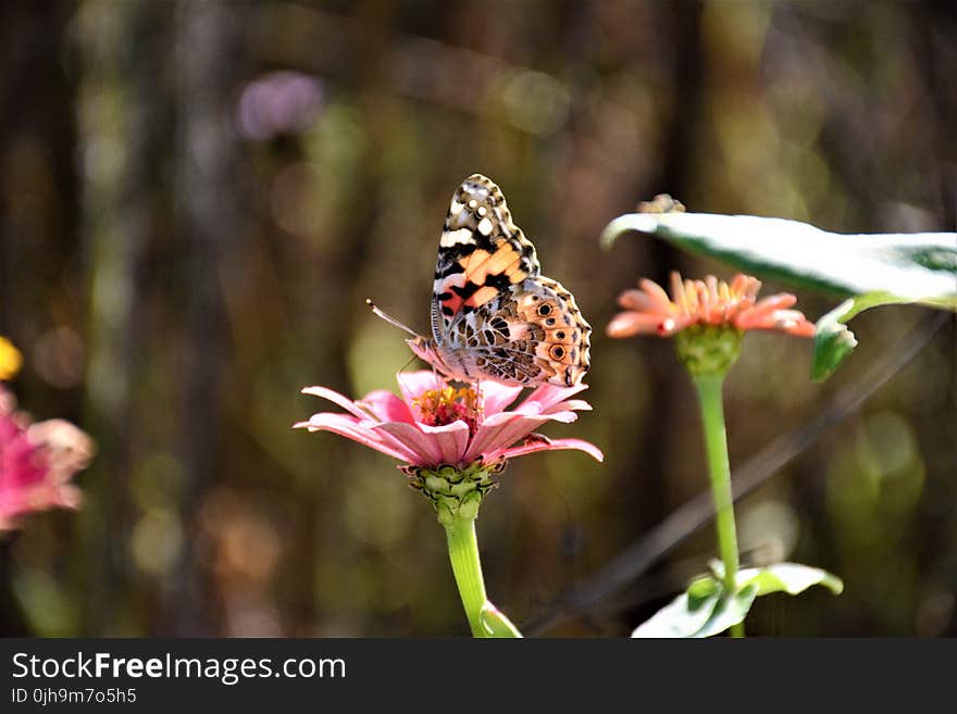 Close-up Photography of a Butterfly on top of the Pink Flower