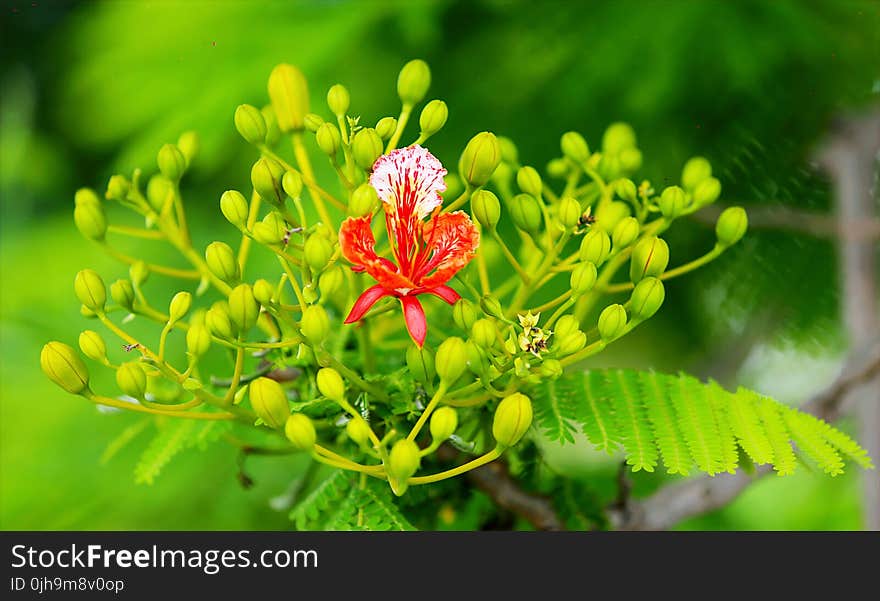 Selectorized Photography of Red Petaled Plant