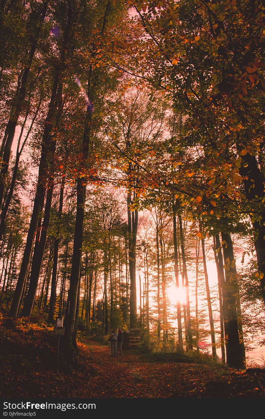 Two Person Standing Between Green Leaf Trees