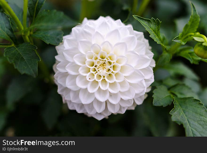 White Dahlia Closeup Photography