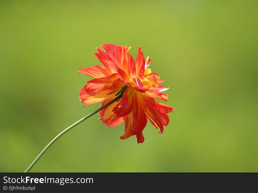 Tilt Shift Photography of Red and Yellow Flower