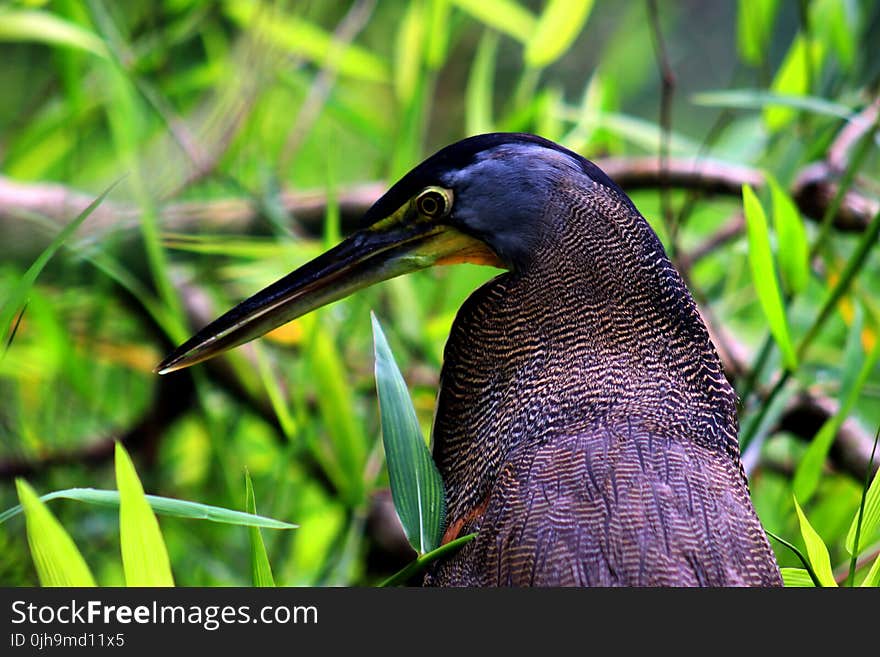 Blue and Black Bird on Grass