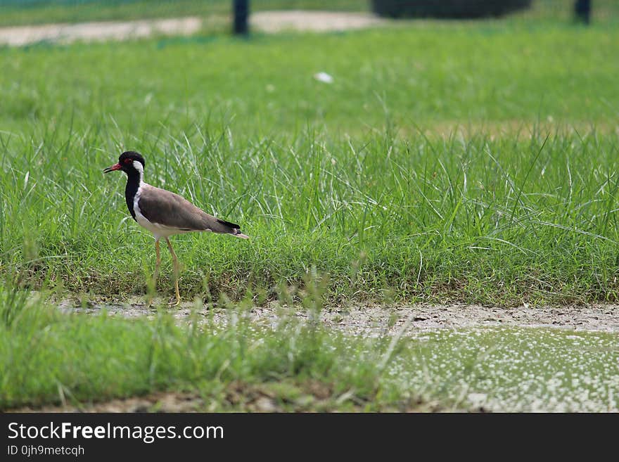 Brown and Black Bird on Grass