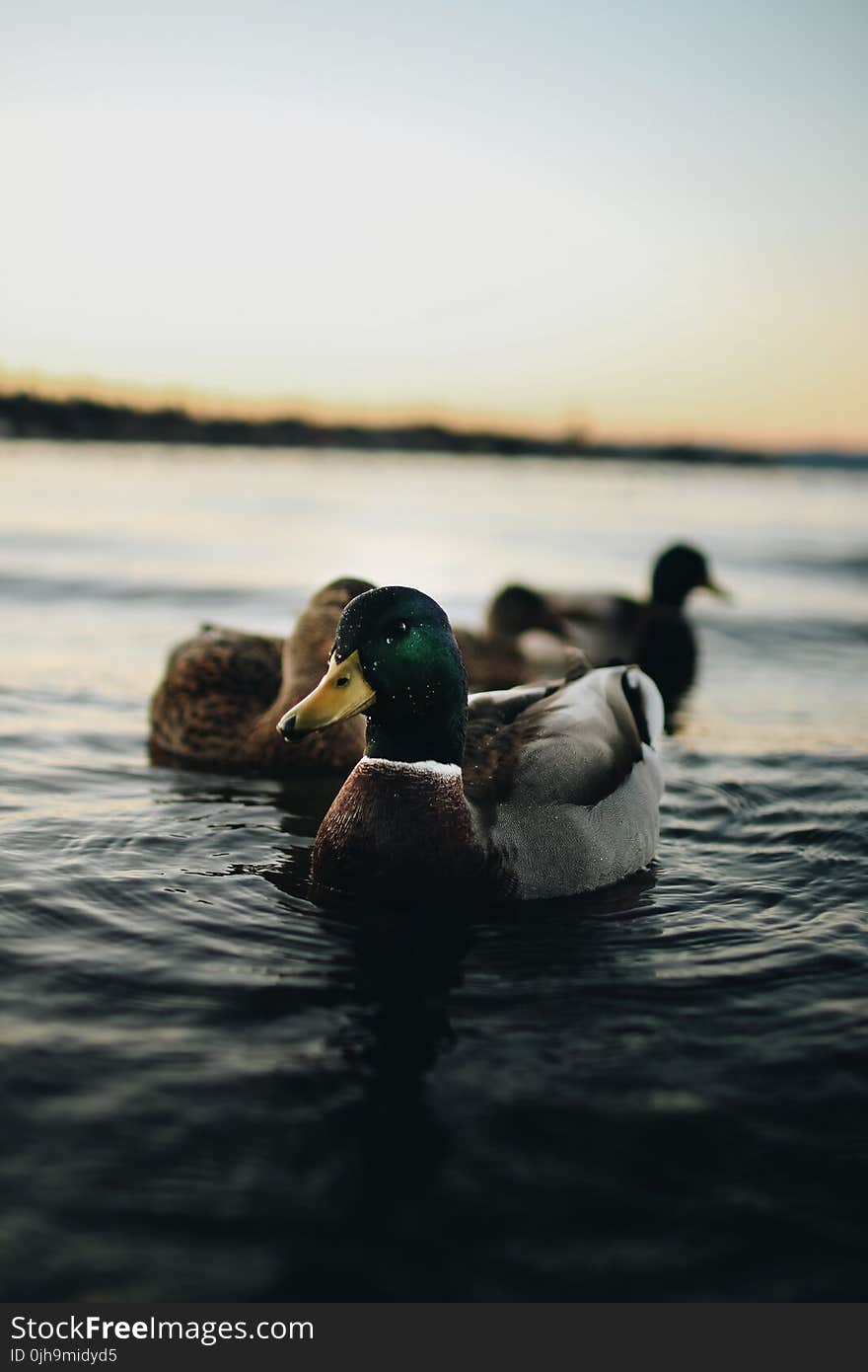 Depth of Field Photography of Mallard Duck on Body of Water