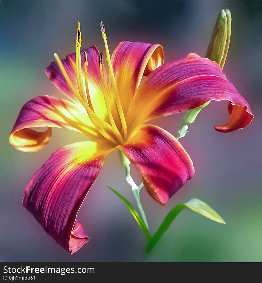 Purple and Yellow Petal Flower