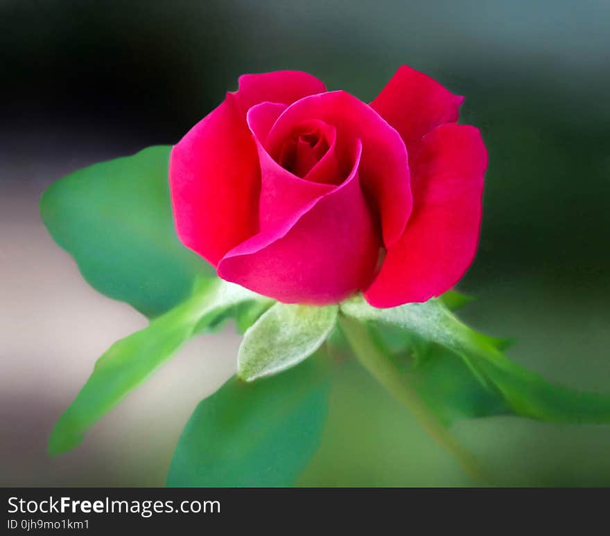 Red Rose Flower