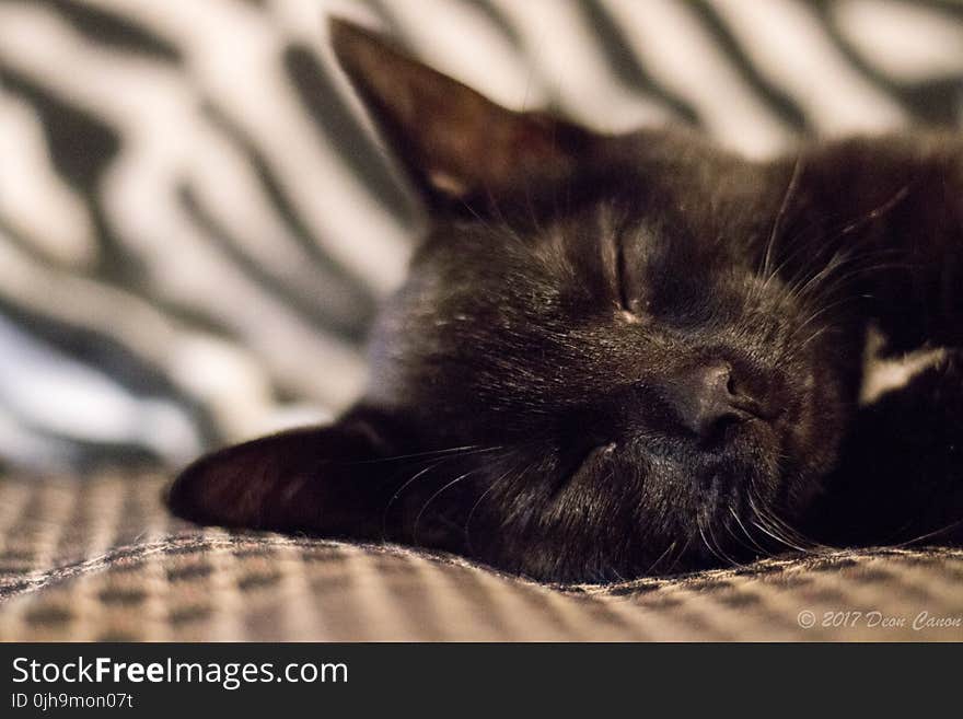 Selective Focus of Black Cat Photo