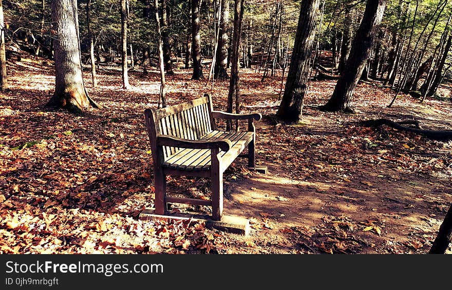 Brown Wooden Bench in the Middle of Forest