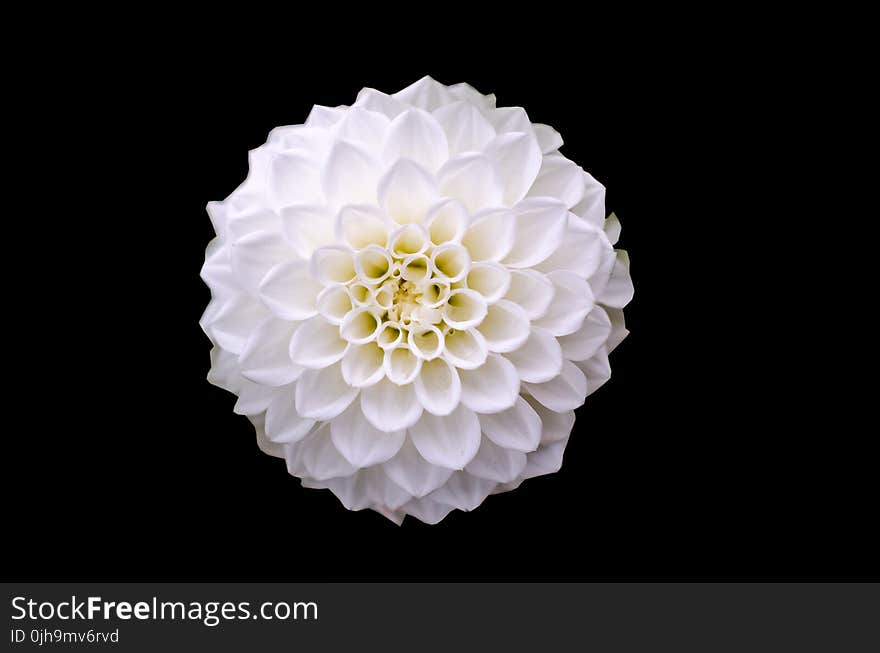 Macro Shot of White Flower