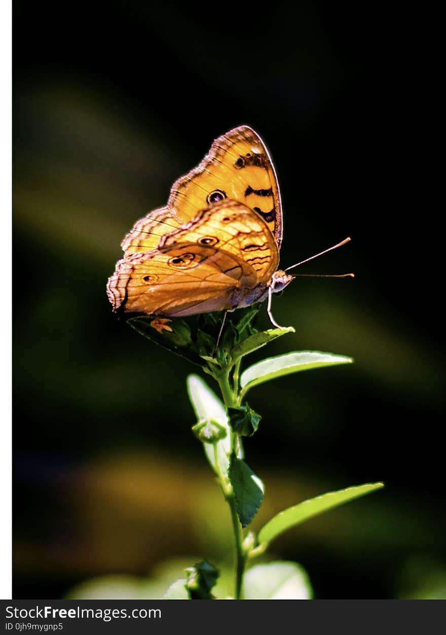 Brown and Gray Butterfly Perching on Plant