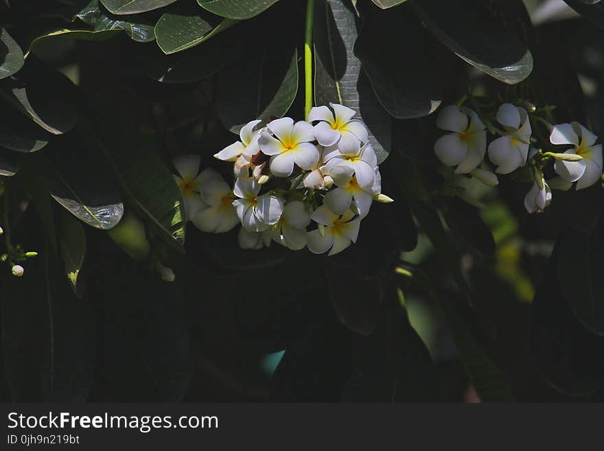 White and Yellow Flowers Photography