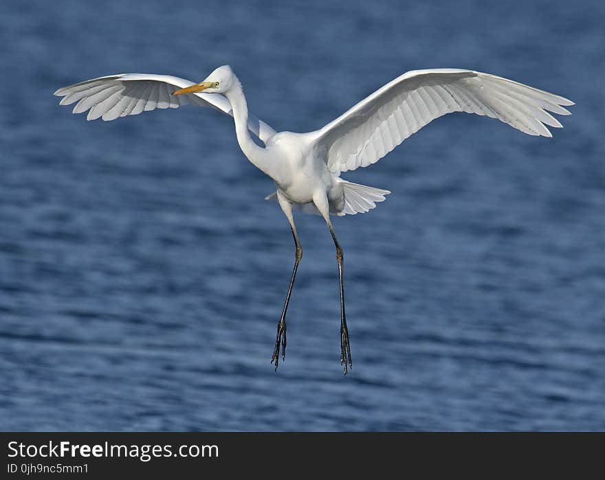 Close-up Photography of a White Egret