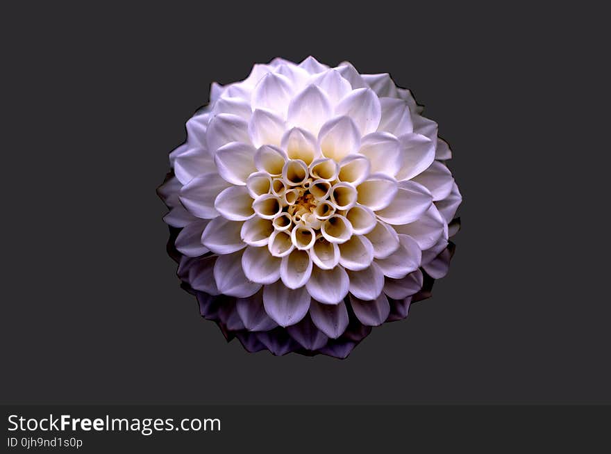 White and Purple Petaled Flower