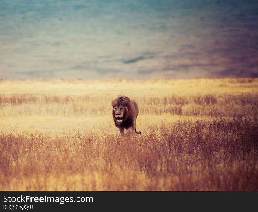 Brown Lion Walking on Brown Withered Grass Field