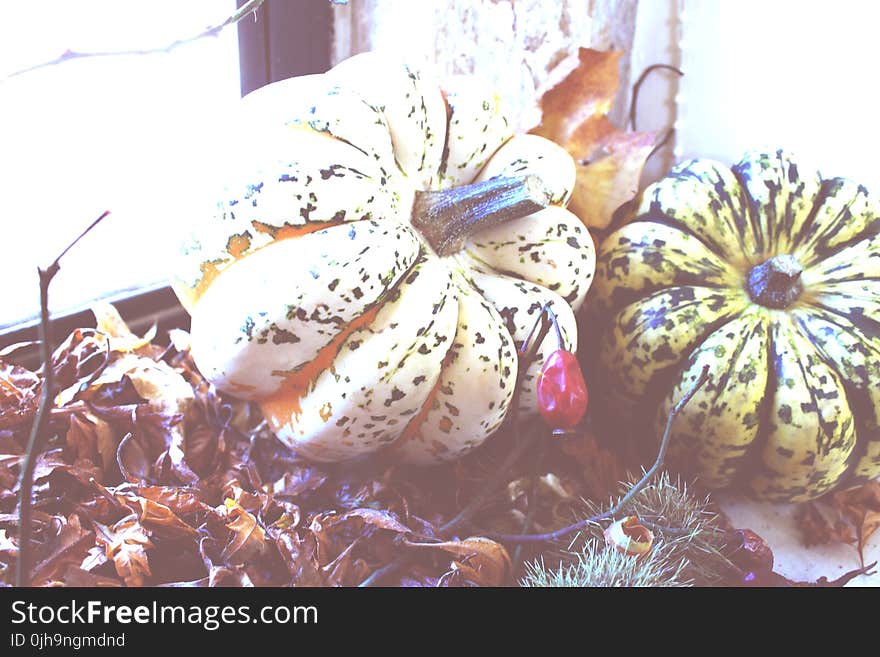 Two Green and Beige Pumpkins