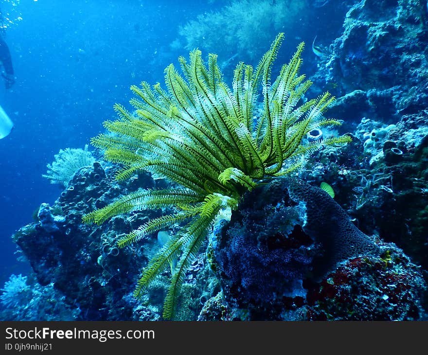 Green Coral Reef Under Water