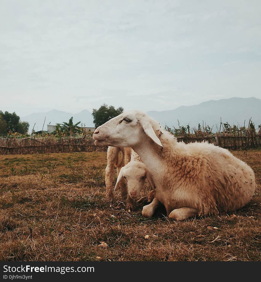 Three White Goats on Field