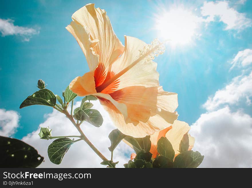 Photography of Yellow Hibiscus Under Sunlight