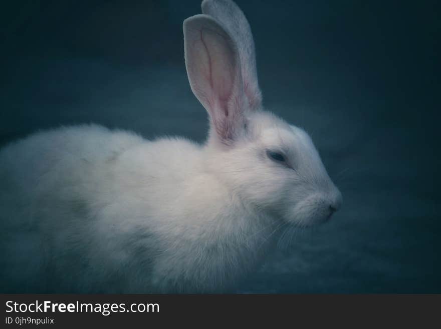 Selective Focus Photography of White Rabbit