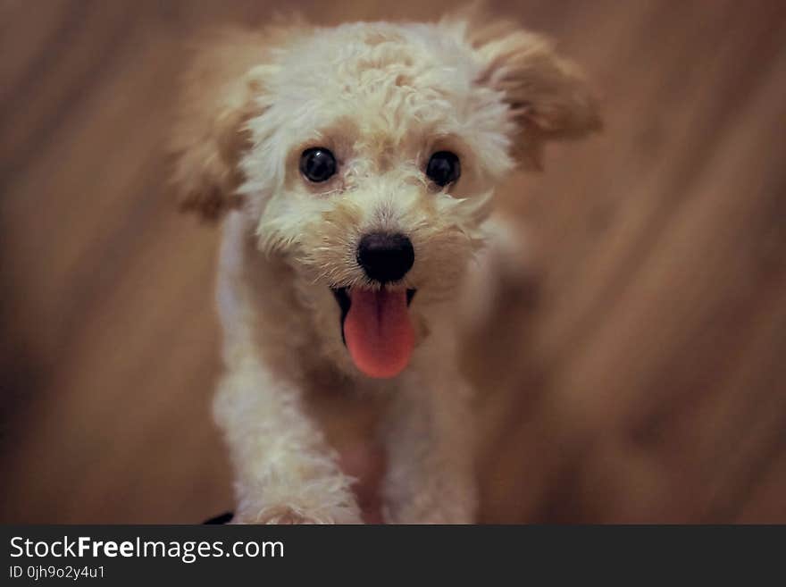 Cream Toy Poodle