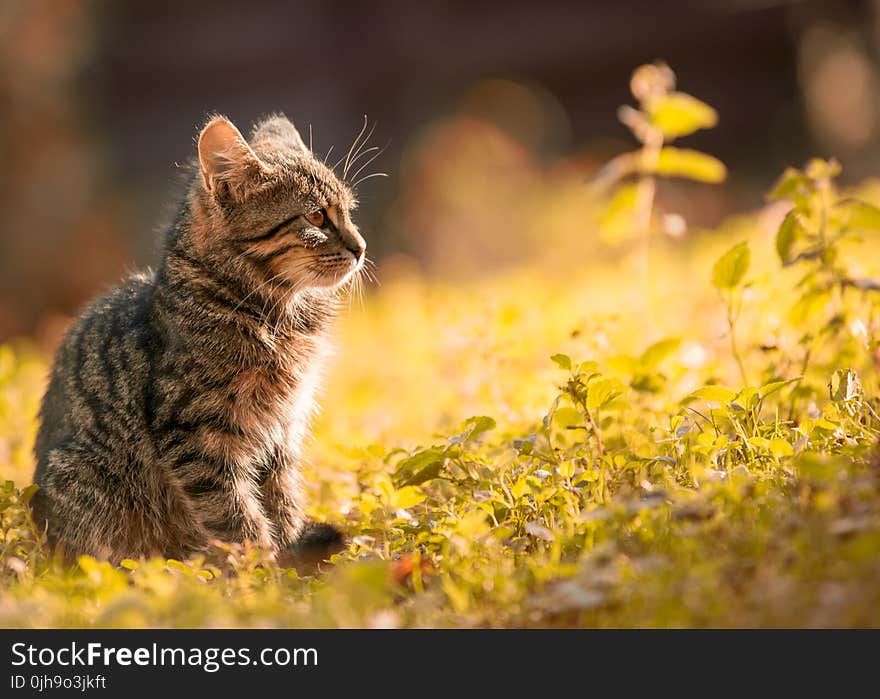 Tabby Kitten Sitting on the Grass