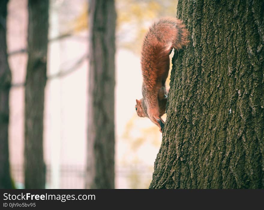 Brown Squirrel on Black Tree