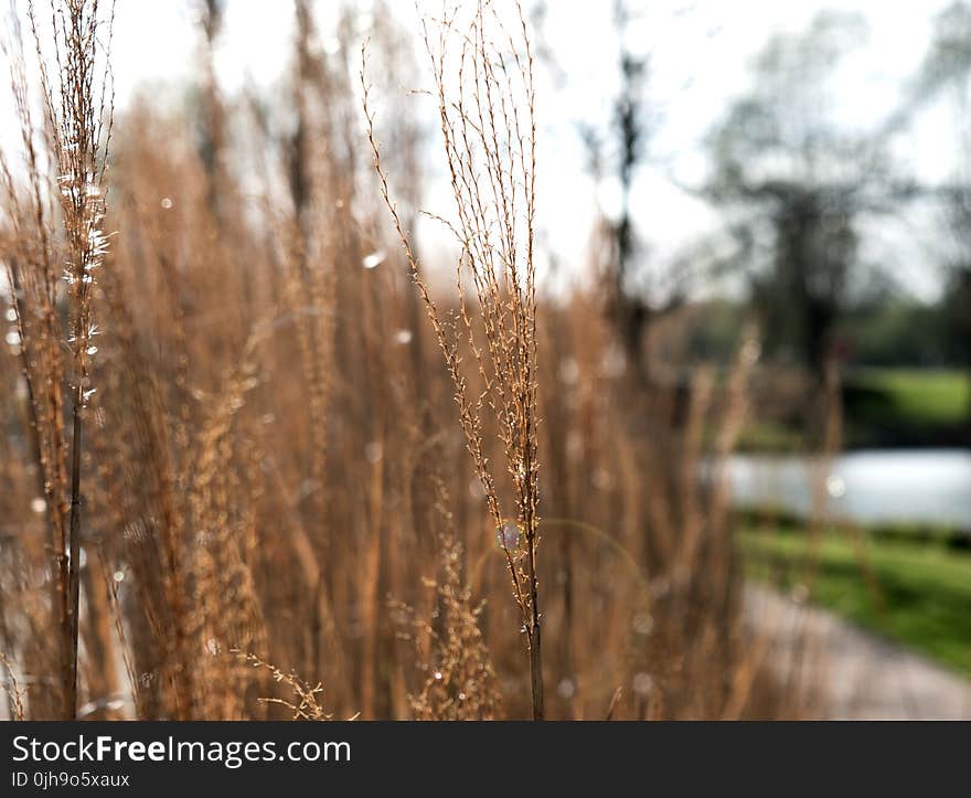 Photo of Brown Grass Field