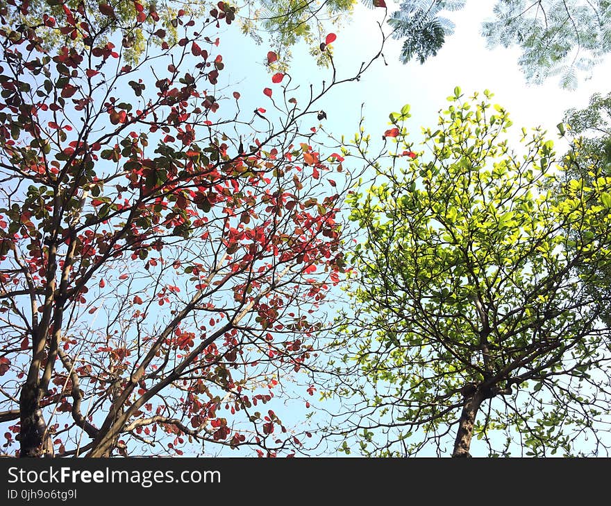 Red and Green Tree Leaves on a Sunny Day