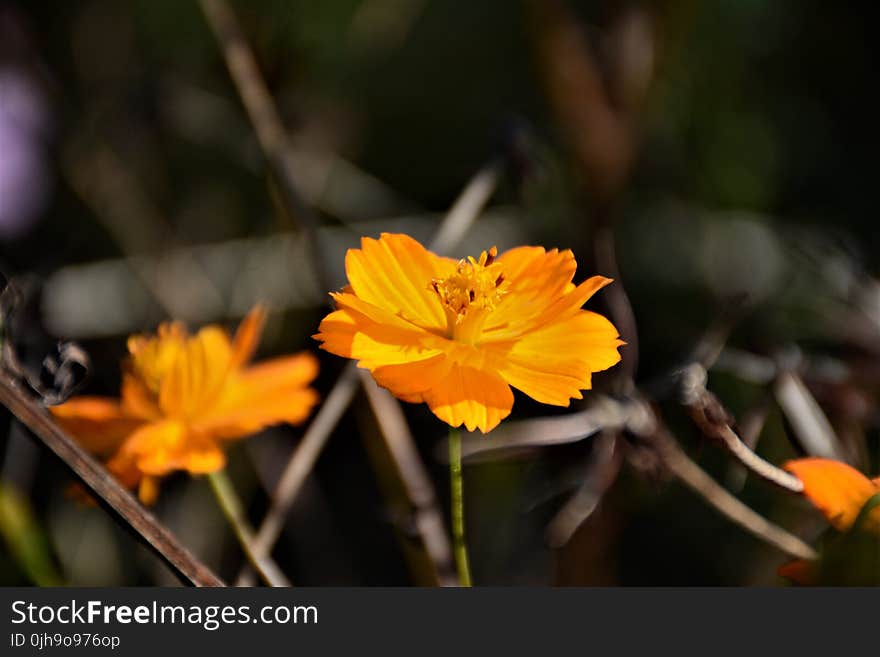 Selective Focus Photography of Yellow Tithonia Flowers