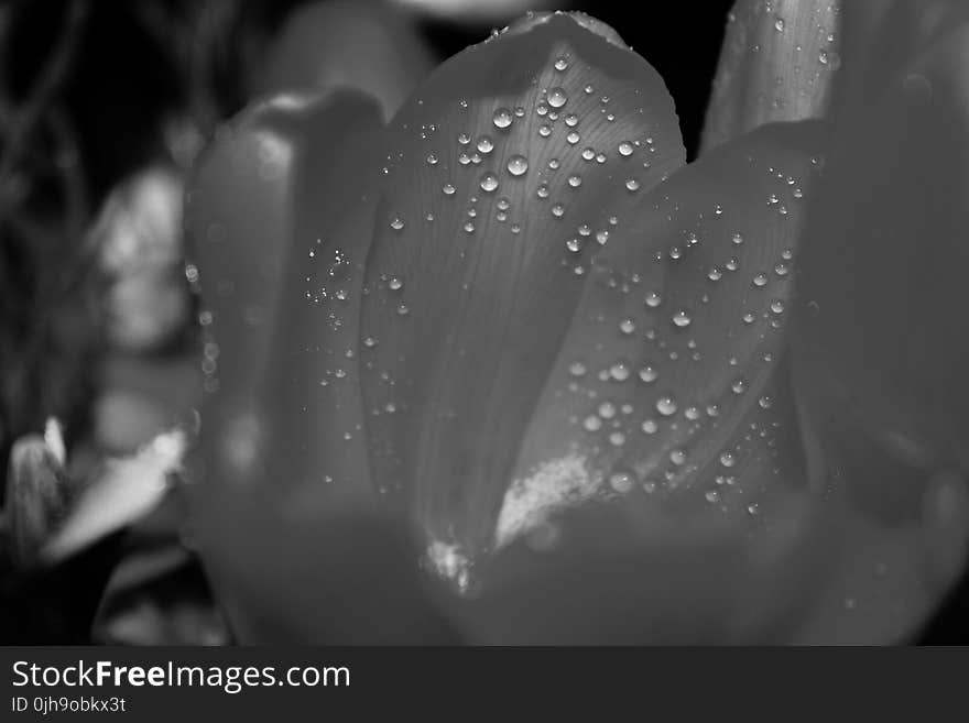 Grayscale White Petaled Flower With Dew