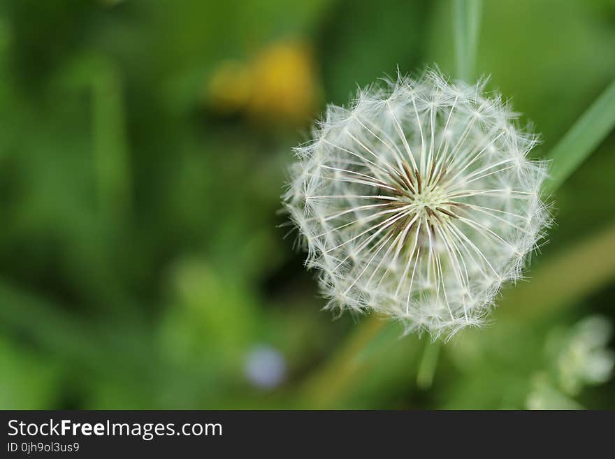 Dandelion Flower