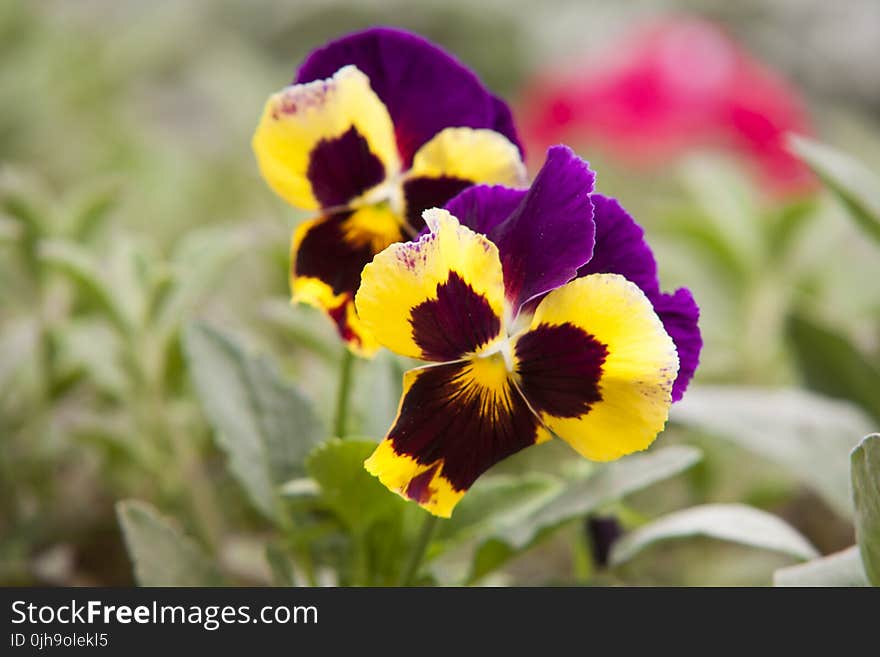 Selective Focus Photography of Yellow and Purple Petaled Flowers