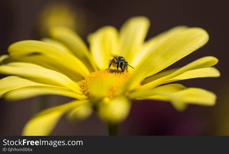 Honeybee Perched on Yellow Petaled Flower in Closeup Photo