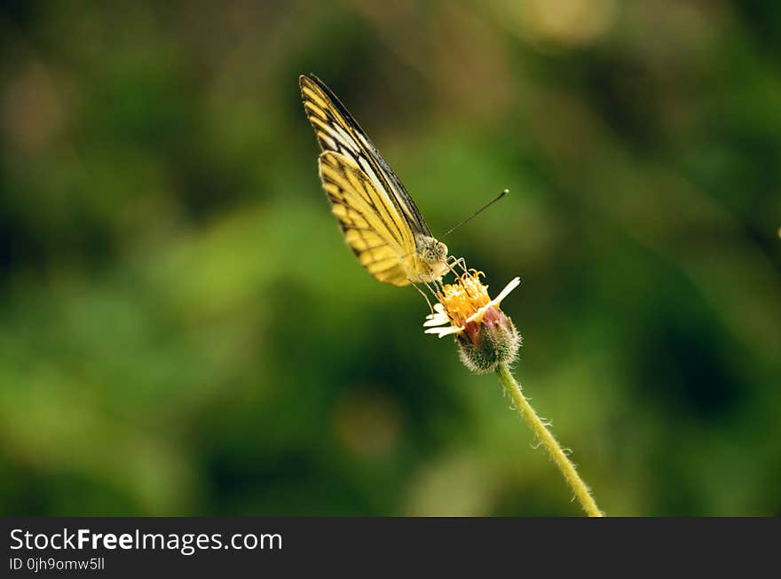 Yellow Butterfly Perched on Flower