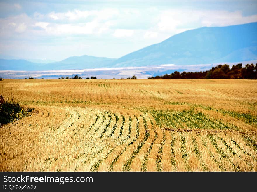 Rice Field