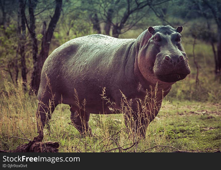 Black Hippopotamus on Green Grass