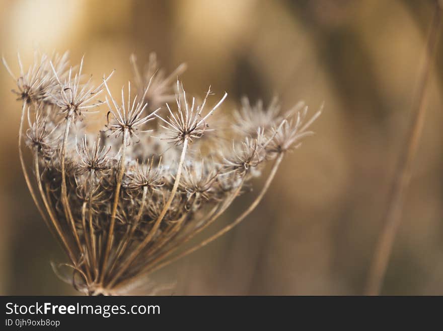 Shallow Focus Photography of White Boneset Flower