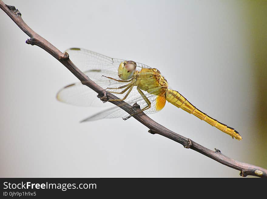 Green Dragonfly on Brown Tree Branch