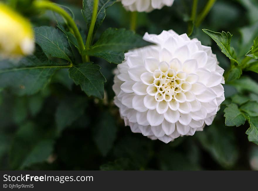 White Cluster Flower