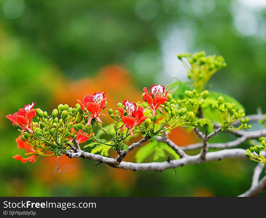 Red Flowers in Tree Photography